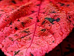 droplets red leaf foliage raindrops nature close up stock photo