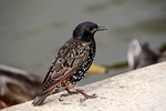 bird starling beak nature wings paws juvenile black stock photo