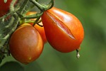 tomato cracked crack gardens cultivation reason cause fruit stock photo