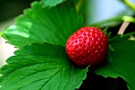strawberry fruit fresh patch close up nature stock photo