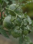 tomatoes green immature waterdrop wet food vegetables fresh stock photo