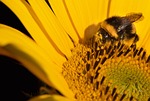 sunflower bumblebee flower wallpaper pollination background bombus cryptarum stock photo