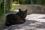 cat animal black hairy mascot mammal nature sidewalk stock photo