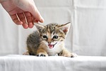 cat kitten hand screaming eyes animal feline pet stock photo
