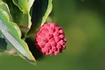 dogwood japanese cornus kousa tree fruit edible horn stock photo
