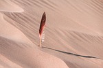 feather dune desert sand landscape barren nature north stock photo
