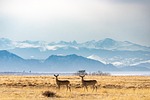 deer meadow wildlife rocky mountains landscape nature stock photo