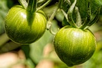 tomatoes green plant nature close up stock photo