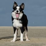 beach border collie fun windy young nature tricolor stock photo