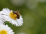 bee honey insect pollination aster white flower pollinate stock photo