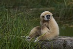 monkey gibbon animal nature zoo salzburg austria stock photo