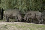 rhinos fighting nature animal zoo salzburg austria stock photo
