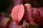 japanese snowball mean red leaf veins virburnum plicatum stock photo