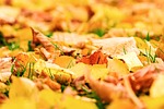 autumn leaves foliage season maple orange nature forest stock photo