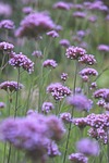 verbena beautiful wallpaper floral background blossoms flowers garden stock photo