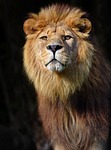 lion barbary mammal animal predator mane wild cat stock photo
