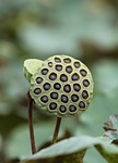 lotus seed pod plant seeds aquatic nature flora stock photo