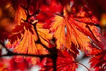 foliage leaves autumn nature tree maple red orange stock photo