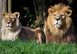 lions nature barbary north african berber atlas egyptian stock photo