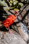 bird scarlet ibis zoo animal nature wildlife stock photo