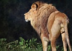 lion barbary north african atlas berber egyptian mammal stock photo