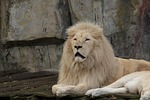 lion african white animal mammal nature zoo fauna stock photo