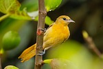 bird plumage golden oriole baltimore ornithology nature stock photo