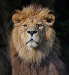 lion barbary north african berber atlas egyptian nature stock photo