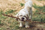 puppy outdoors dog stick nature animal mammal canine stock photo