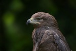 golden eagle bird nature raptor animal wildlife ornithology stock photo
