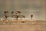 dunlins birds lake nature animals plumage avian waterbirds stock photo