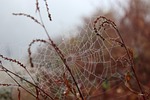 spider web scary halloween mysterious mystical fog autumn stock photo