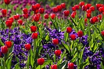 tulips flower wallpaper flowers field bloom blossom garden stock photo