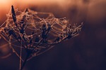 spider web dew plant dried flower nature dawn stock photo