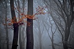 forest nature trees beech autumn fog foliage stock photo