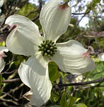 dogwood blossom bloom cornus kousa asian stock photo