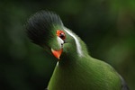 bird white-cheeked turaco tauraco leucotis exotic crest animals stock photo