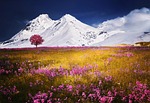 mountains alps meadow tree flowers wildlfowers flower wallpaper stock photo