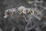 umbel flower faded seed stand transience botany stock photo