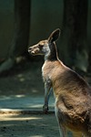 kangaroo animal nature side close up stock photo