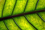 leaf veins plant nature closeup stock photo