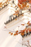 maple autumn leaves tree branches foliage nature fall stock photo