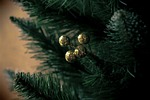 christmas tree spruce decoration green gold evergreen coniferous stock photo