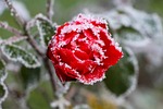 rose frost frozen hoarfrost flower cold nature wintry stock photo
