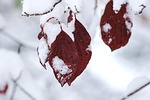 leaves snow winter cold frost red nature closeup stock photo