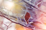 winter nature frost leaf leaves fall autumn stock photo
