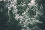winter bushes forest frost nature leaves snow ice stock photo
