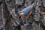 eurasian nuthatch bird animal wood bark wildlife tree stock photo