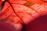 leaf copper plant nature pattern red veins closeup stock photo