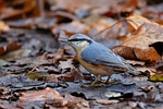 bird eurasian nuthatch leaves plumage autumn animal wood stock photo